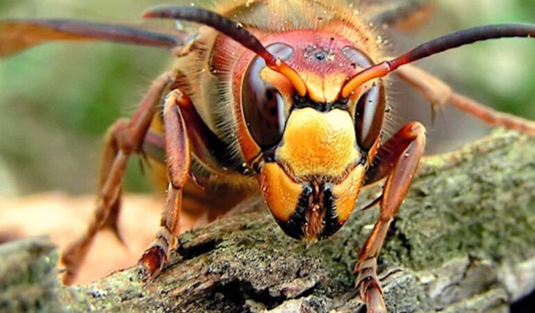 Aziatische hoornaar rukt snel op in Vlaanderen (en dat is slecht nieuws voor onze honingbijen)